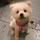 由 andyle0201 (刊登 ID 1382435107，圖片 1) 提交，位於 的 (類別：)，說明：。