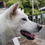 （分類：）位於 。 由 ccwuki 提交（商品編號 1383939027，圖片 1）。簡介： 。
