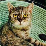 （分類：）位於 。 由 chilau63 提交（商品編號 1131754780，圖片 1）。簡介： 。