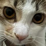 (Kategori: ) berada di . Dikirim oleh chosenbydodo (ID iklan 1347688573, Gambar 1). Deskripsi: .
