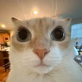 (Category: ) located in . Submitted by ilovekopitarik (Listing ID 1269542406, Image 1). Description: .