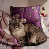 (Kategori: ) berada di . Dikirim oleh prelovedandcats (ID iklan 1384276392, Gambar 1). Deskripsi: .