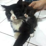 (Kategori: ) berada di . Dikirim oleh preloved.npf (ID iklan 1353851586, Gambar 1). Deskripsi: .