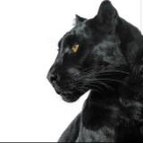 (Category: ) located in . Submitted by alkklol (Listing ID 1384222031, Image 1). Description: .