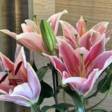 (Category: ) located in . Submitted by wearju (Listing ID 1384605676, Image 1). Description: .