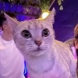 (分類:)位於 。 由 1102925 提交(商品編號 1466503514,圖片 1)。簡介: 。