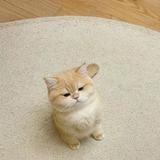 由 daisy0127 (刊登 ID 1383221192，圖片 1) 提交，位於 的 (類別：)，說明：。
