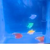 (Category: ) located in . Submitted by fisher8508 (Listing ID 1384617812, Image 1). Description: .
