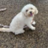 (Category: ) located in . Submitted by jasslynie (Listing ID 1384376227, Image 1). Description: .