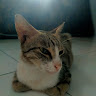 (Kategori: ) berada di . Dikirim oleh mohdfhab19429 (ID iklan 1384500043, Gambar 1). Deskripsi: .