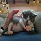 （分類：）位於 。 由 useagleshop2 提交（商品編號 1384792563，圖片 1）。簡介： 。