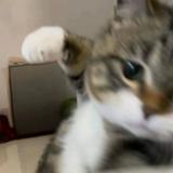 由 zzzi_ (刊登 ID 1384366509，圖片 1) 提交，位於 的 (類別：)，說明：。