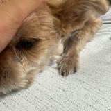 由 bbyck (刊登 ID 1384585565，圖片 1) 提交，位於 的 (類別：)，說明：。