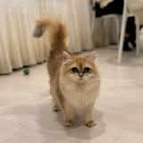 由 mystuffisthebest (刊登 ID 1463849763,圖片 1) 提交,位於 的 (類別:),說明:。