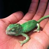由 chameleonboy (刊登 ID 1384491900，圖片 1) 提交，位於 的 (類別：)，說明：。
