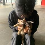 (Kategori: ) berada di . Dikirim oleh dopo1229798435 (ID iklan 1385388394, Gambar 1). Deskripsi: .