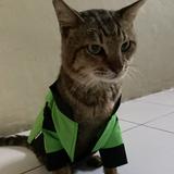 (Kategori: ) berada di . Dikirim oleh galerinyabolu (ID iklan 1384625914, Gambar 1). Deskripsi: .