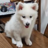 (Category: ) located in . Submitted by hikarixchang (Listing ID 1384627361, Image 1). Description: .