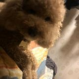 （分類：）位於 。 由 siulamstore 提交（商品編號 1384737380，圖片 1）。簡介： 。