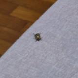 (Category: ) located in . Submitted by ineedmoneybro (Listing ID 1384750826, Image 1). Description: .
