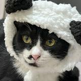 由 lovelyexchange (刊登 ID 1384706300，圖片 1) 提交，位於 的 (類別：)，說明：。