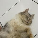 (Kategori: ) berada di . Dikirim oleh prelovedzahra_25 (ID iklan 1385423766, Gambar 1). Deskripsi: .