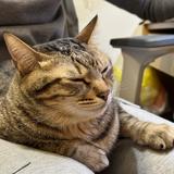 由 yeahyeah1ee (刊登 ID 1386484579，圖片 1) 提交，位於 的 (類別：)，說明：。