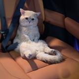 由 daisy0127 (刊登 ID 1381940032，圖片 1) 提交，位於 的 (類別：)，說明：。