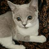 (Kategori: ) berada di . Dikirim oleh sumbulpreloved (ID iklan 1385132916, Gambar 1). Deskripsi: .