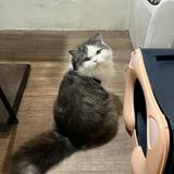 由 tina99020 (刊登 ID 1385400826，圖片 1) 提交，位於 的 (類別：)，說明：。