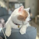 （分類：）位於 。 由 hugotommy427775 提交（商品編號 1385745989，圖片 1）。簡介： 。
