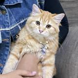 (Kategori: ) berada di . Dikirim oleh nisrinakh75805 (ID iklan 1385154372, Gambar 1). Deskripsi: .
