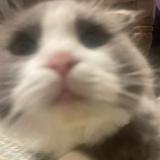 (Category: ) located in . Submitted by ahhxiaang1230 (Listing ID 1385131706, Image 1). Description: .