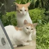 (Kategori: ) berada di . Dikirim oleh zahekul (ID iklan 1385161099, Gambar 1). Deskripsi: .