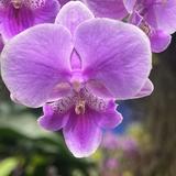 由 zxzxli585-97999 (刊登 ID 1385224283，圖片 1) 提交，位於 的 (類別：)，說明：。