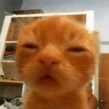 (Category: ) located in . Submitted by oracle_archives (Listing ID 1383208889, Image 1). Description: .