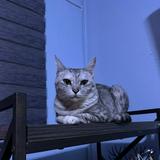 (Category: ) located in . Submitted by raaihann (Listing ID 1383988555, Image 1). Description: .