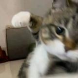 由 biccsk (刊登 ID 1384333589，圖片 1) 提交，位於 的 (類別：)，說明：。