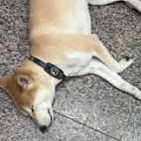 由 nikonikolulu (刊登 ID 1385767317，圖片 1) 提交，位於 的 (類別：)，說明：。