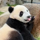由 nabi0627 (刊登 ID 1386536994，圖片 1) 提交，位於 的 (類別：)，說明：。