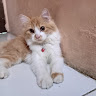 (Kategori: ) berada di . Dikirim oleh uususnaedi98441 (ID iklan 1385751205, Gambar 1). Deskripsi: .