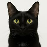 由 chichi_ss (刊登 ID 1385862398，圖片 1) 提交，位於 的 (類別：)，說明：。