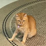(Category: ) located in . Submitted by haveaghuday (Listing ID 1386541371, Image 1). Description: .