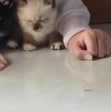 (Kategori: ) berada di . Dikirim oleh ita000000 (ID iklan 1385926180, Gambar 1). Deskripsi: .