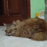 (Kategori: ) berada di . Dikirim oleh meong15 (ID iklan 1385960438, Gambar 1). Deskripsi: .