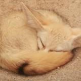(Category: ) located in . Submitted by meowtiger123 (Listing ID 1385081497, Image 1). Description: .