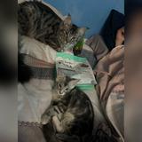 (Category: ) located in . Submitted by vee.rology (Listing ID 1385637027, Image 1). Description: .