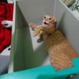 (Category: ) located in . Submitted by pinkpototo36548 (Listing ID 1440273557, Image 1). Description: .