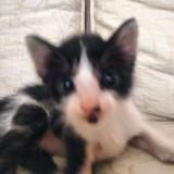(Category: ) located in . Submitted by en_.1009 (Listing ID 1453293729, Image 1). Description: .