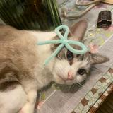 (Category: ) located in . Submitted by amrhaisyh (Listing ID 1456080768, Image 1). Description: .